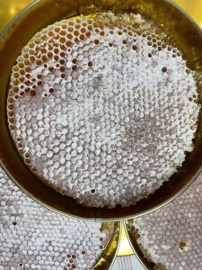 IMG_9261_1
